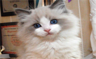 猫一共有多少品种?百种差不多