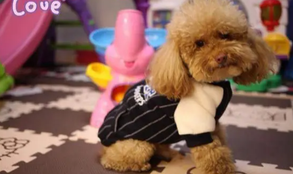 宠物狗需要穿衣服吗 宠物狗需要穿衣服吗