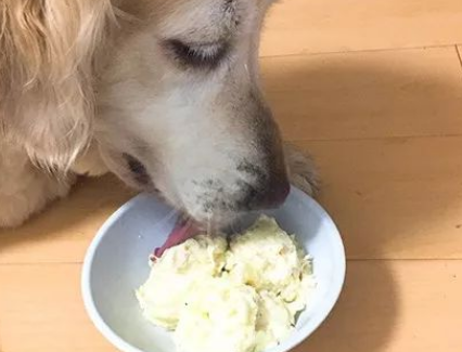 狗罐头可以给猫吃吗