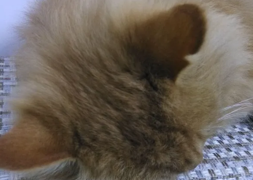 猫耳朵为什么有个豁口?来看这里! 猫耳朵为什么有个豁口?来看这里!