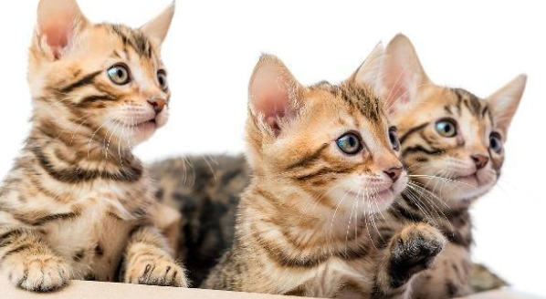 猫感冒了喂点人吃的感冒药就好?别胡来,感冒药不可乱喂 猫感冒了喂点人吃的感冒药就好?别胡来,感冒药不可乱喂