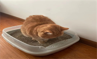 买什么品牌的猫砂好 买什么品牌的猫砂好