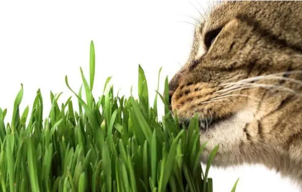 为什么猫咪要吃猫草? 为什么猫咪要吃猫草?
