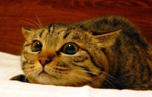 猫飞机耳是怎么回事?此文见真章~ 猫飞机耳是怎么回事?此文见真章~