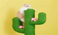 小猫玩啥玩具 小猫玩啥玩具