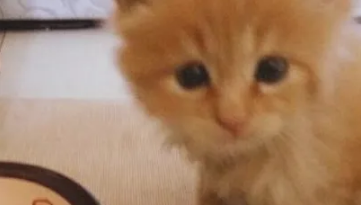 怎样教小猫在窝里睡觉