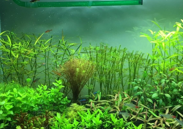 水草怎么养? 水草怎么养?