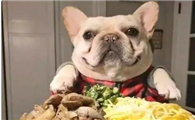 狗零食多少钱