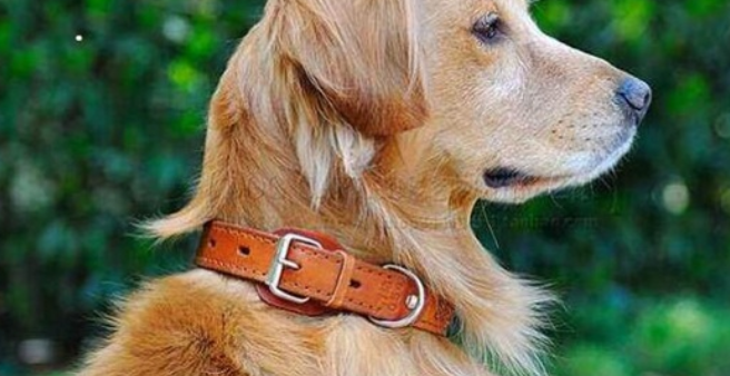 狗狗戴什么款式的牵引绳好