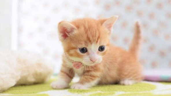 猫咪下面出血是什么原因？一定要重视