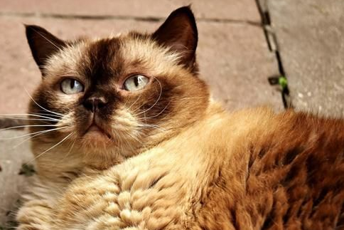 猫咪零食罐头的害处有什么？主人可以来看看
