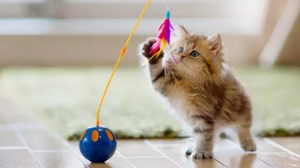 猫咪最爱的玩具