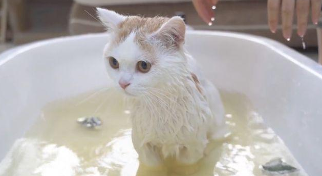 怎么让猫洗澡？方法在这里！
