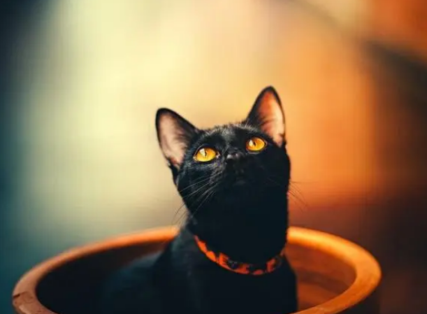 猫砂种类繁多，各有各的优点