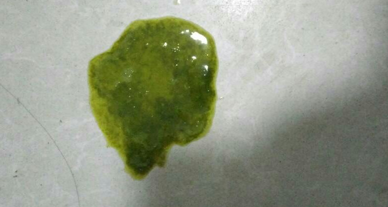 狗拉绿色的便便,估计是这三个原因-宠物网
