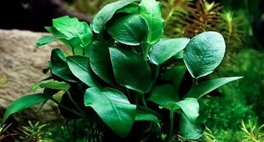 常见水草种类及图片 常见水草种类及图片