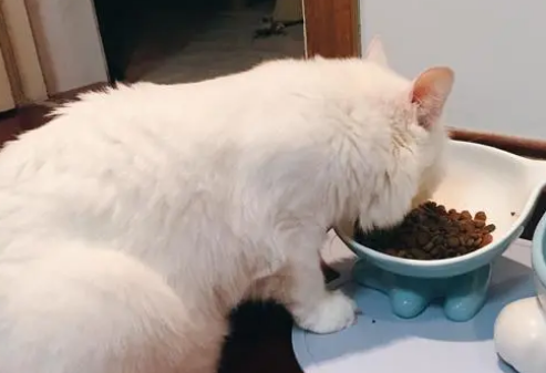 猫粮用什么做的