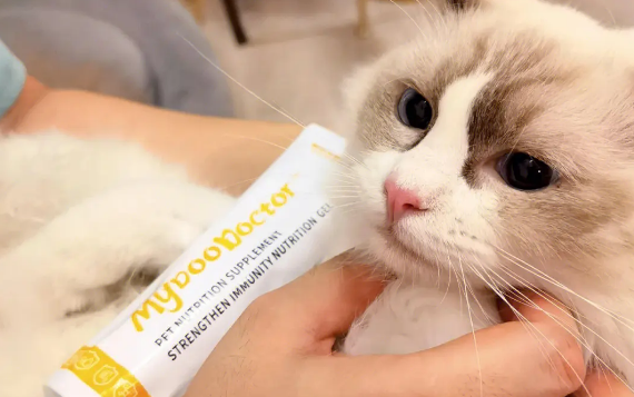 猫咪营养膏是什么