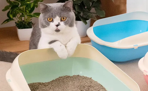 猫砂可以换品牌吗 猫砂可以换品牌吗