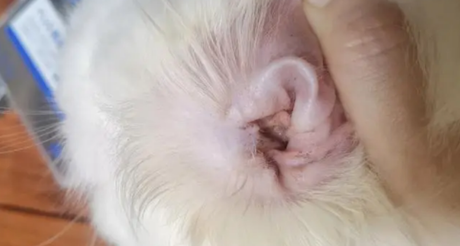 掌握猫咪耳螨的治疗方法,三周即可痊愈 掌握猫咪耳螨的治疗方法,三周即可痊愈