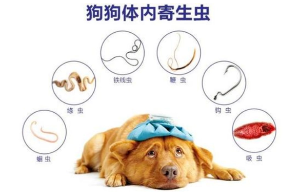 幼犬体内驱虫怎么做