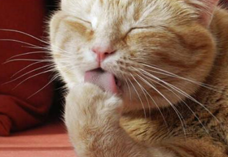 猫一直干呕吐不出来,原因在这! 猫一直干呕吐不出来,原因在这!
