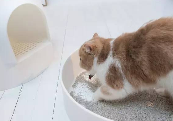 猫砂可以冲进厕所吗