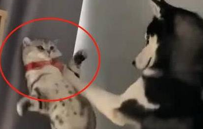 猫咪被二哈“调戏”，瞬间反应吓坏了狗子