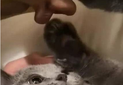 小哥哥失恋后，对着自家的猫狂吻