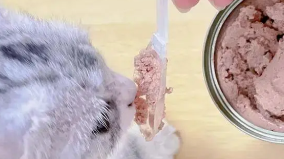 换猫罐头需要过渡吗