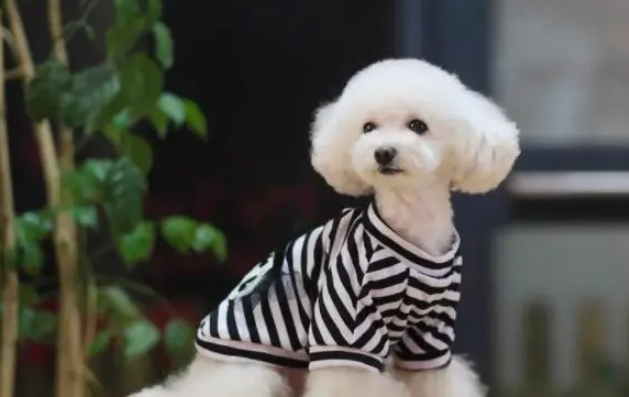 给宠物穿衣服真的好吗？有好处，也有很多弊端