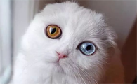 猫的瞳孔一天三变分别是什么?来了解下吧