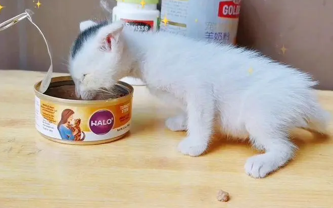 奶猫能吃罐头吗