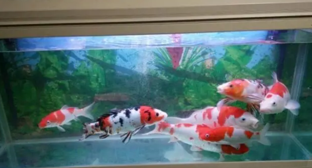 鱼缸并非一定要增氧加过滤,无过滤鱼缸的原理解析,打氧同理 鱼缸并非一定要增氧加过滤,无过滤鱼缸的原理解析,打氧同理