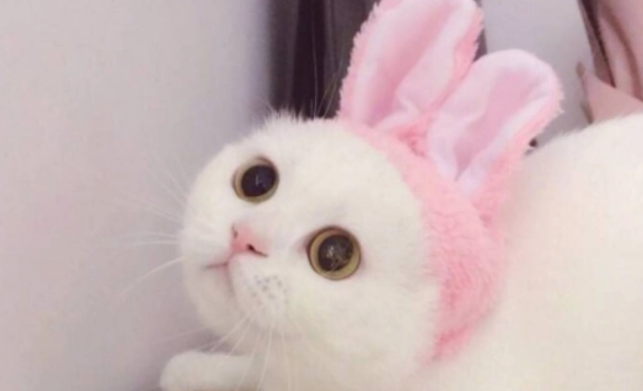 为什么不能天天喂食猫条？猫咪爱吃但也要注意营养问题