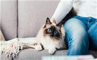 猫为什么主人走哪跟哪?看完你就知道了