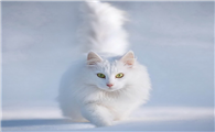 几天换一次猫砂 几天换一次猫砂