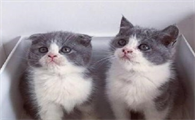 带你解析养猫成本？