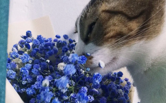 满天星对猫咪有害吗?你们真的知道吗? 满天星对猫咪有害吗?你们真的知道吗?