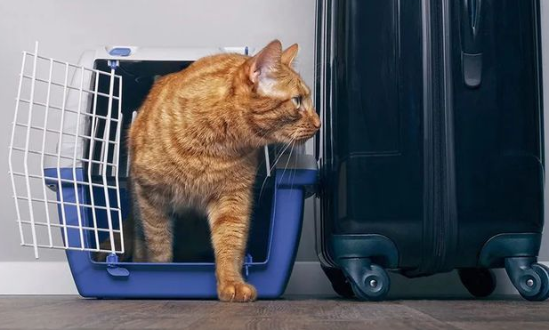 为了好看买的网红猫包,根本就是猫的“隐形杀手”! 为了好看买的网红猫包,根本就是猫的“隐形杀手”!