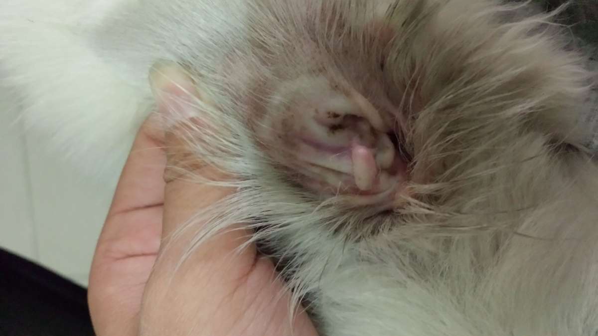 宠物狗有耳螨怎么办