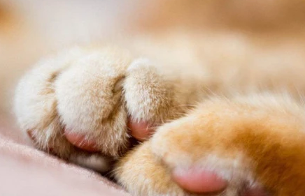 猫脚下的肉垫有什么作用？本文帮你解答！