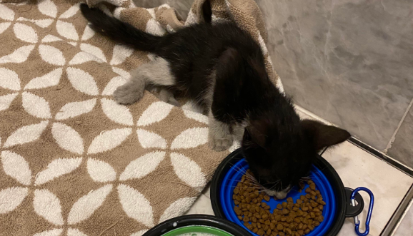 猫粮需要泡吗