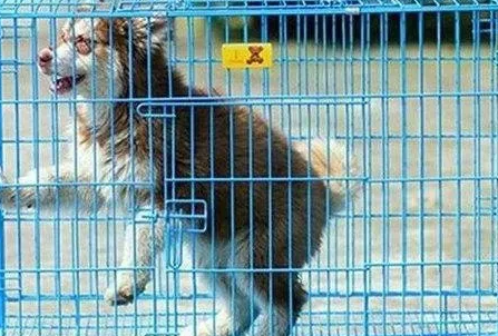 怎么给狗选笼子 怎么给狗选笼子