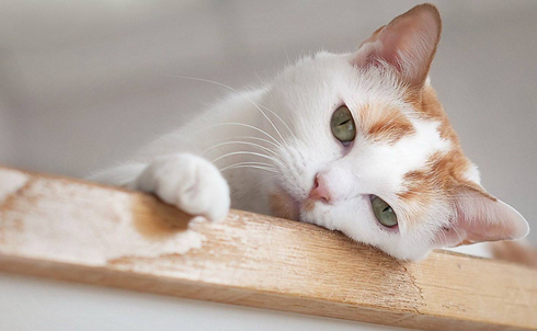 猫砂十公斤可以用多久 猫砂十公斤可以用多久