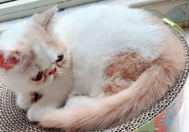 猫不玩猫抓板该怎么训练