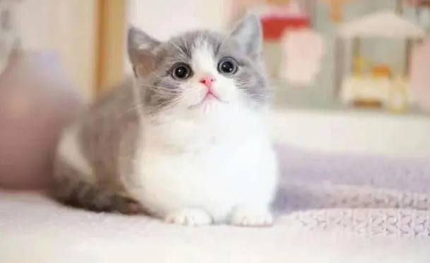 猫咪腹泻益生菌多久吃一次