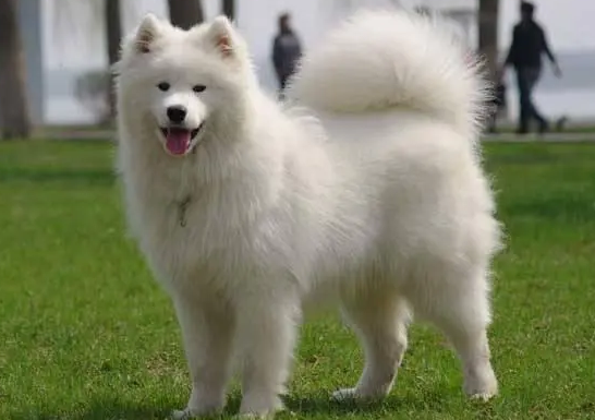 爱斯基摩雪橇犬