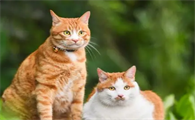 养宠分享：猫益生菌哪个牌子好一点