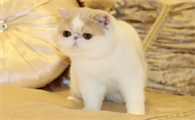 加菲猫图片真猫